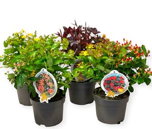 Hypericum 'Miracle'® mix