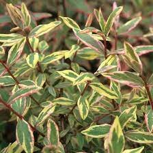 Hypericum Tricolor