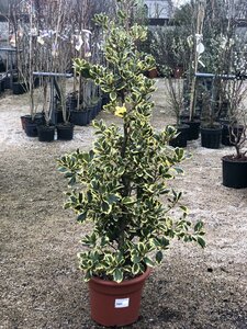 ILEX altaclerensis Golden King 125-150cm