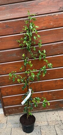 Ilex aquifolium