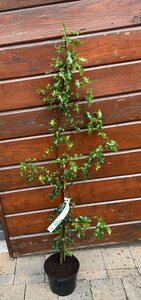Ilex aquifolium