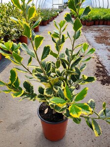 ILEX AQUIFOLIUM GOLDEN KING