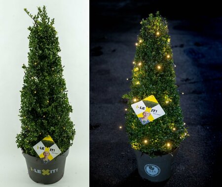 Ilex cr. 'Dark Green'® + lights 70-80CM PYR
