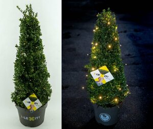 Ilex cr. 'Dark Green'® + lights 70-80CM PYR