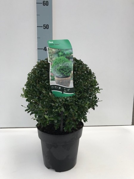 Ilex cren Stokes ball