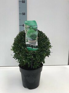 Ilex cren Stokes ball