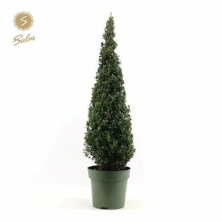 Ilex crenata 100 CM PYR