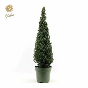 Ilex crenata 100 CM PYR