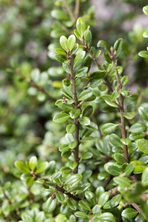 Ilex crenata 100 CM PYR