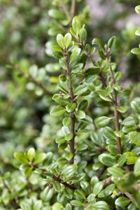 Ilex crenata 100 CM PYR