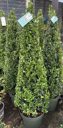 Ilex crenata 100 CM PYR C12
