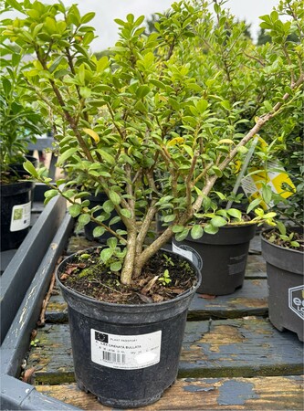 ILEX CRENATA BULLATA