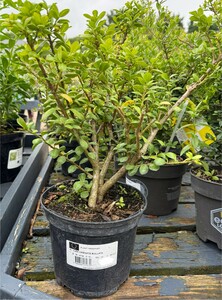 ILEX CRENATA BULLATA