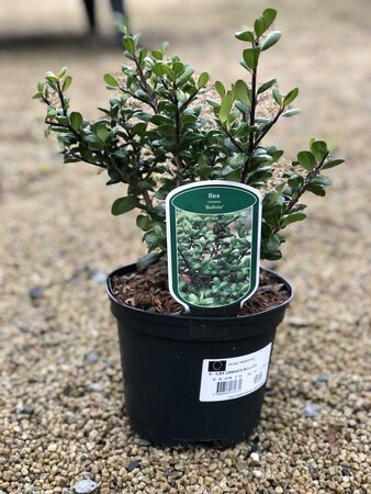 ILEX CRENATA BULLATA