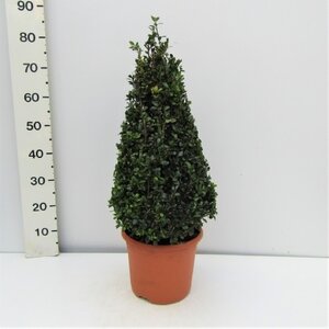 Ilex crenata 'Caroline Upright'