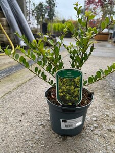 ILEX CRENATA CONVEXA