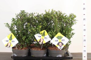 Ilex crenata 'Dark Green'®