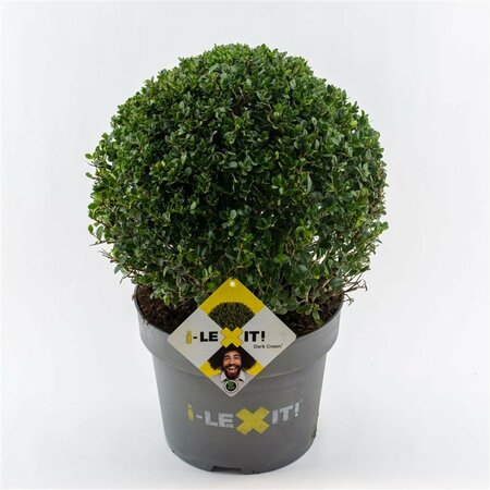 Ilex crenata 'Dark Green'® 15 CM BALL