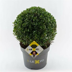 Ilex crenata 'Dark Green'® 15 CM BALL
