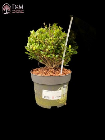 Ilex crenata 'Dark Green'® 15 CM BALL C2 - image 2