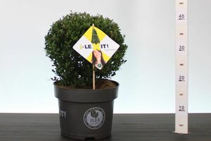 Ilex crenata 'Dark Green'® 25 CM BALL C5