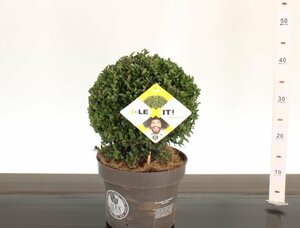 Ilex crenata 'Dark Green'® 25 CM BALL