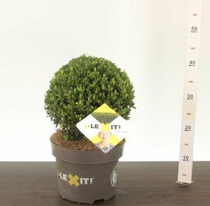 Ilex crenata 'Dark Green'® 25 CM BALL