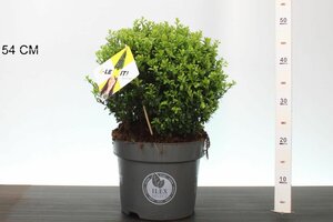 Ilex crenata 'Dark Green'® 30 CM BALL