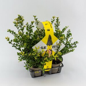 Ilex Crenata Dark Green 4-Pack 30cm