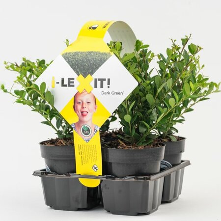 Ilex crenata 'Dark Green'® 4-pack