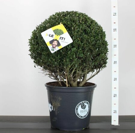 Ilex crenata 'Dark Green'® 40 CM BALL C15