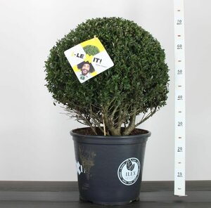 Ilex crenata 'Dark Green'® 40 CM BALL C15