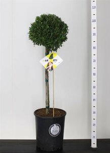 Ilex crenata 'Dark Green'® 50 CM STEM