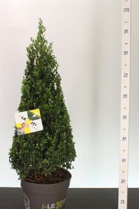 Ilex crenata 'Dark Green'® 60-70 CM PYR