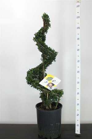 Ilex crenata 'Dark Green'® 90-100 CM SPIRAL