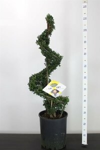 Ilex crenata 'Dark Green'® 90-100 CM SPIRAL