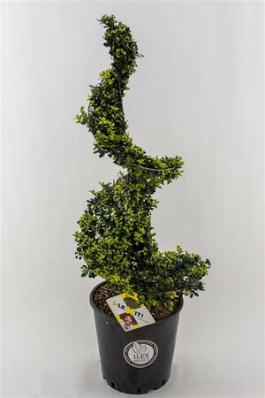 Ilex crenata 'Dark Green'® 90-100 CM SPIRAL