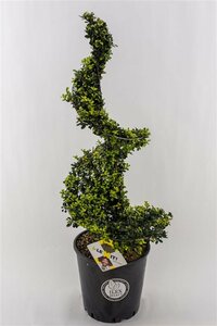 Ilex crenata 'Dark Green'® 90-100 CM SPIRAL