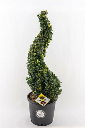 Ilex crenata 'Dark Green'® 90-100 CM SPIRAL