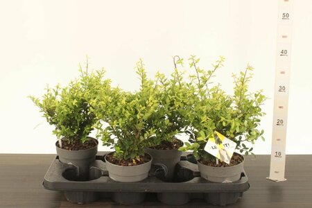 Ilex crenata 'Dark Green'®  P14