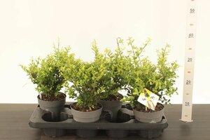Ilex crenata 'Dark Green'®  P14