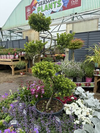 Ilex crenata 'Dark Green'®S- shape