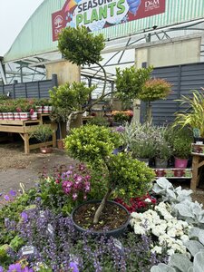 Ilex crenata 'Dark Green'®S- shape