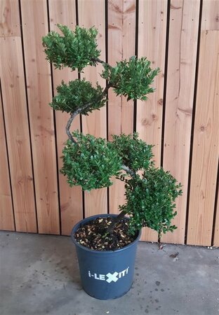 Ilex crenata 'Dark Green'®S- shape