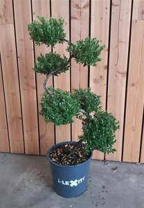 Ilex crenata 'Dark Green'®S- shape