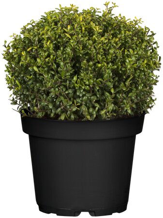 Ilex crenata glorie gem globe