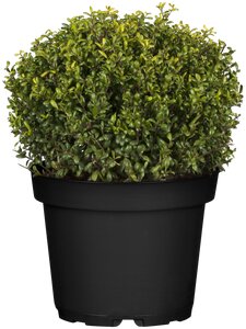 Ilex crenata glorie gem globe