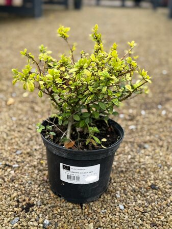 ILEX CRENATA GOLDEN GEM