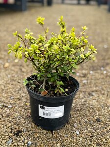 ILEX CRENATA GOLDEN GEM