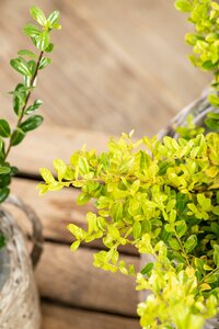 ILEX CRENATA GOLDEN GEM